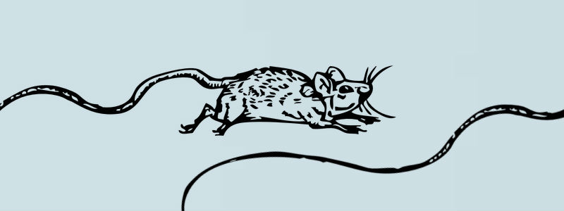 Long tail keywords gebruiken voor seo